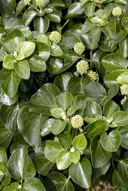 Hedera helix 'Normandy Carpet' bloem