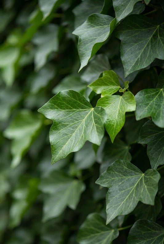 Hedera helix 'Woerner' bloem