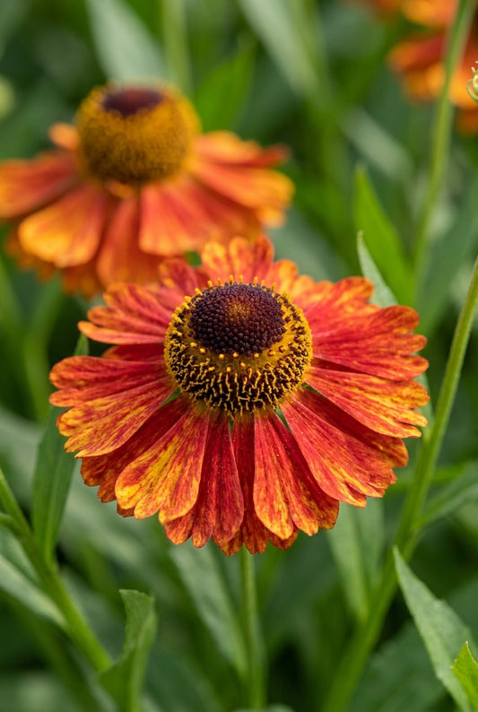 Helenium 'Baudirektor Linne' bloem