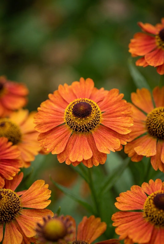 Helenium 'Indianersommer' bloem