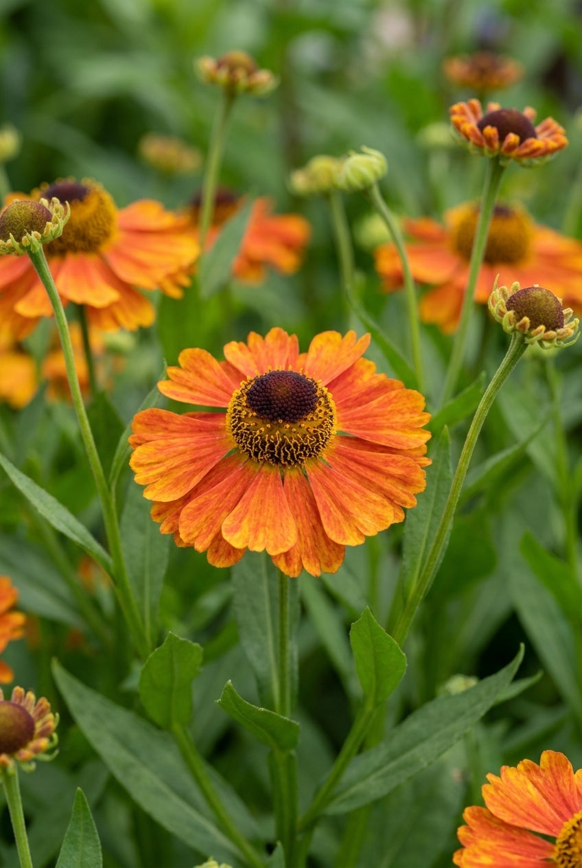 Helenium 'Kupferzwerg' bloem