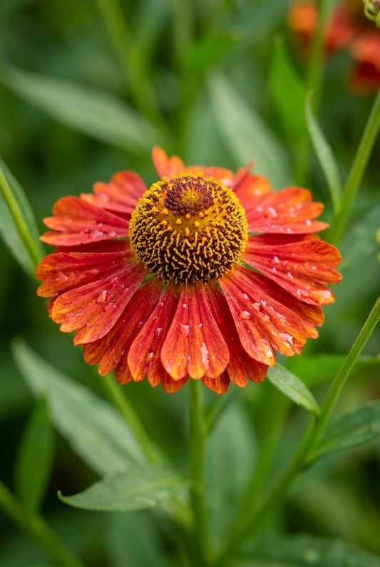 Helenium 'Rubinzwerg' bloem
