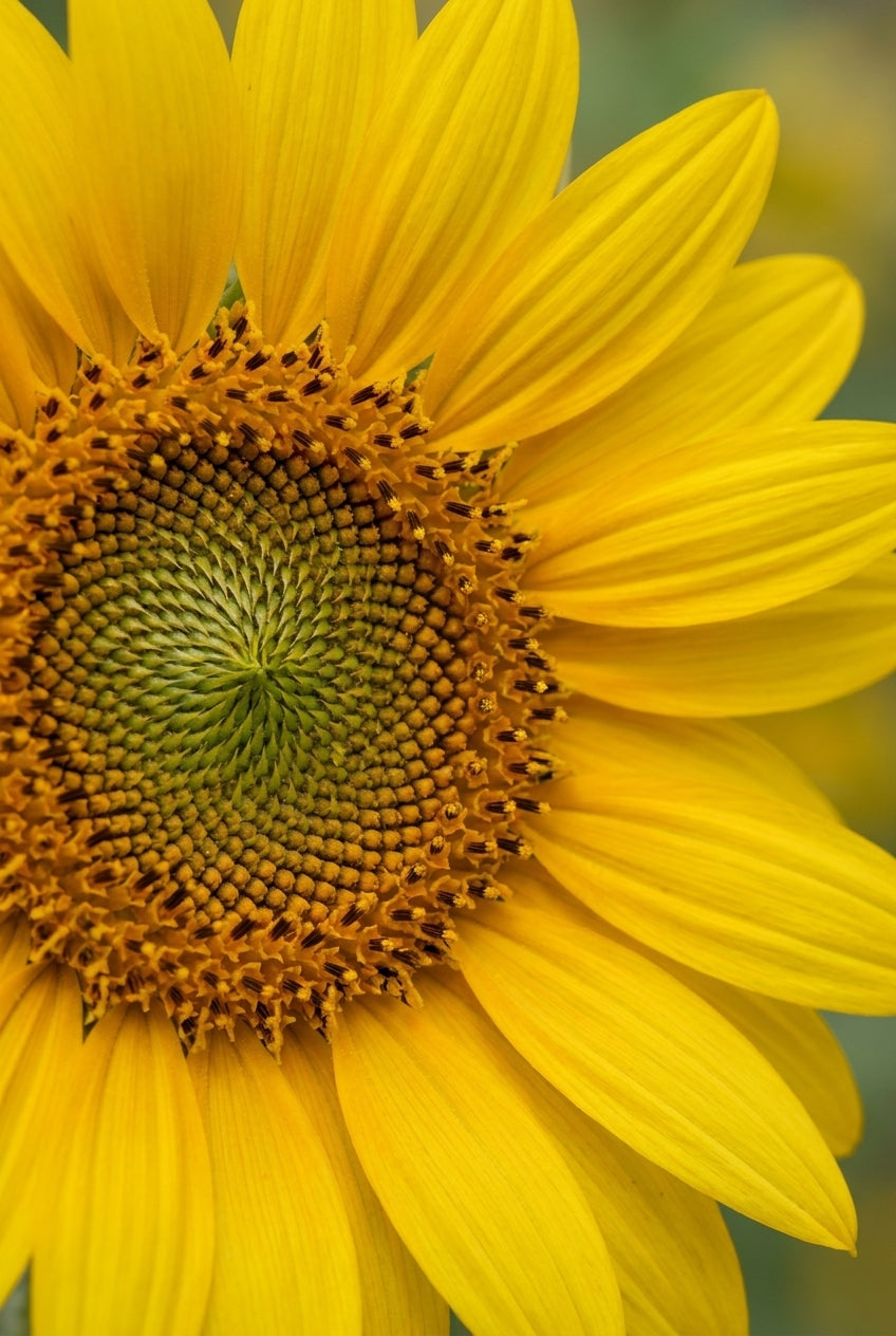 Helianthus decapetalus 'Sunshine Daydream' bloem