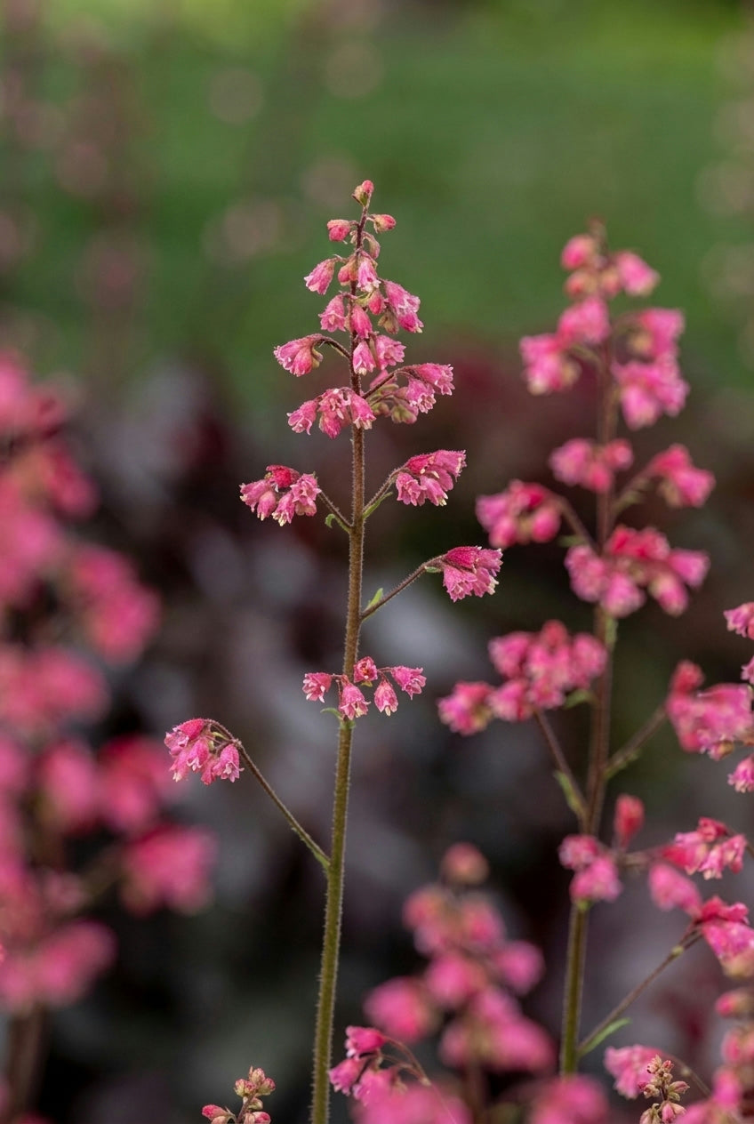 Heuchera 'Rex Peppermint' bloem