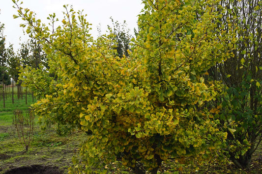 Ginkgo biloba 'Chotek' op stam herfstkleur