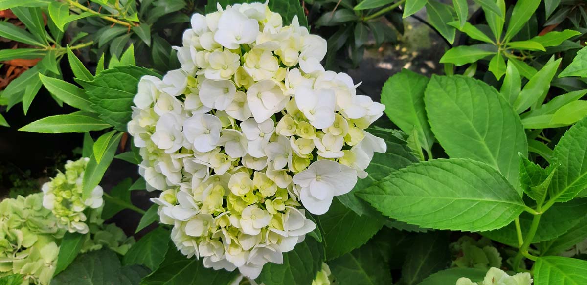 Hydrangea macrophylla 'Madame Emile Mouillère' Tuinplanten bloem