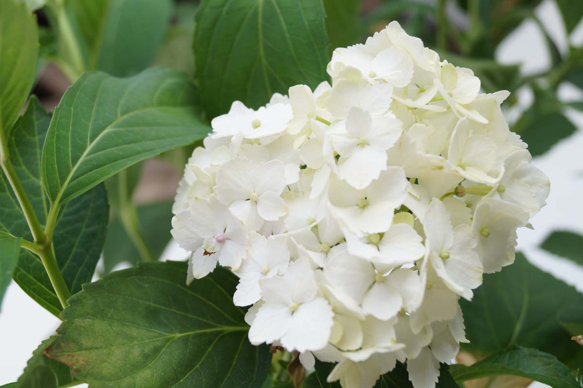 Hydrangea macrophylla 'Madame Emile Mouillère' meerstammig bloem