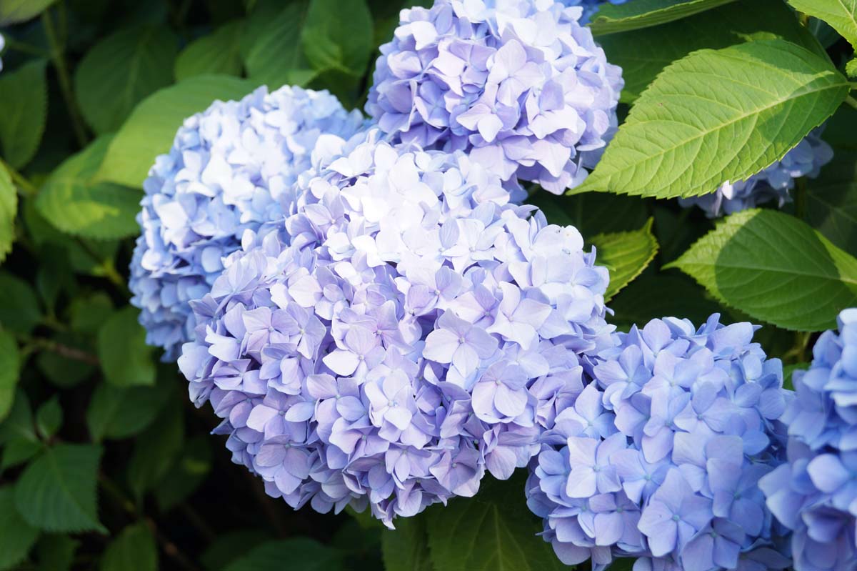 Hydrangea macrophylla 'Mathilde Gütges' bloem