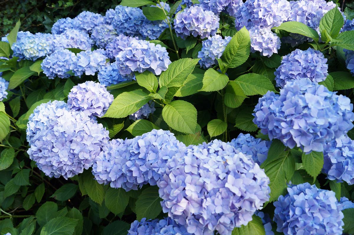 Hydrangea macrophylla 'Mathilde Gütges' bloem