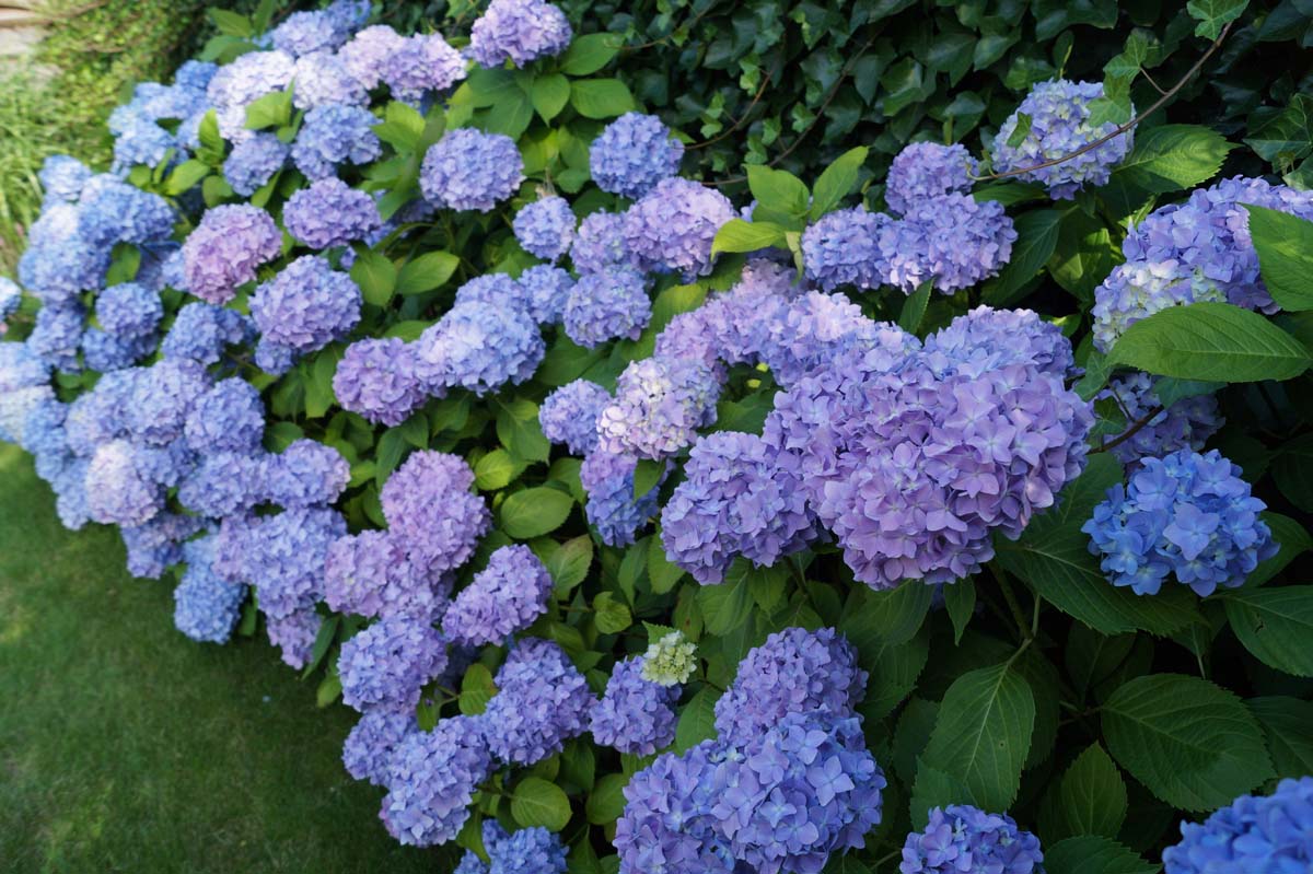 Hydrangea macrophylla 'Mathilde Gütges'