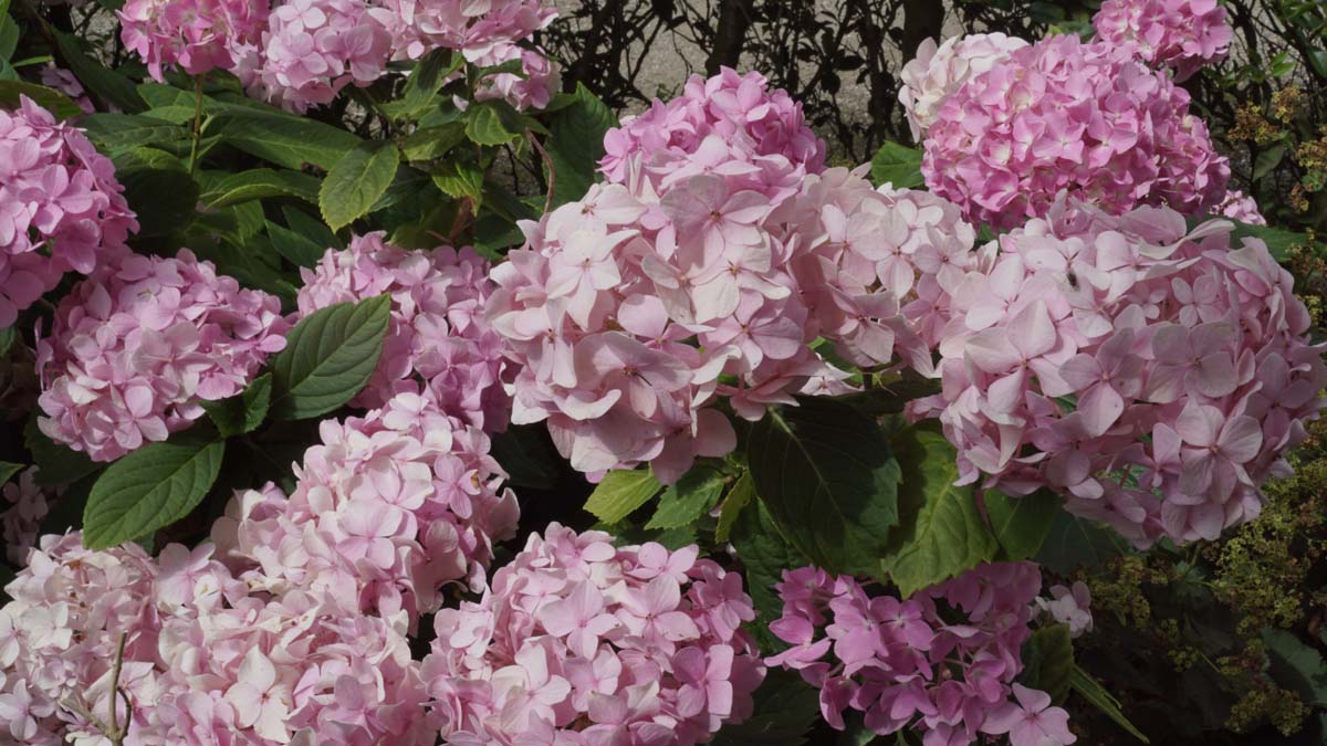 Hydrangea macrophylla 'Soeur Thérèse' meerstammig bloesem