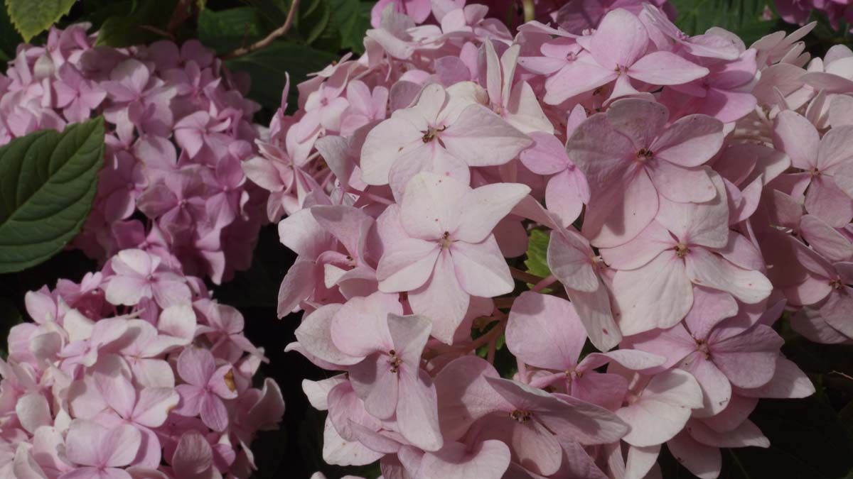 Hydrangea macrophylla 'Soeur Thérèse' meerstammig bloem