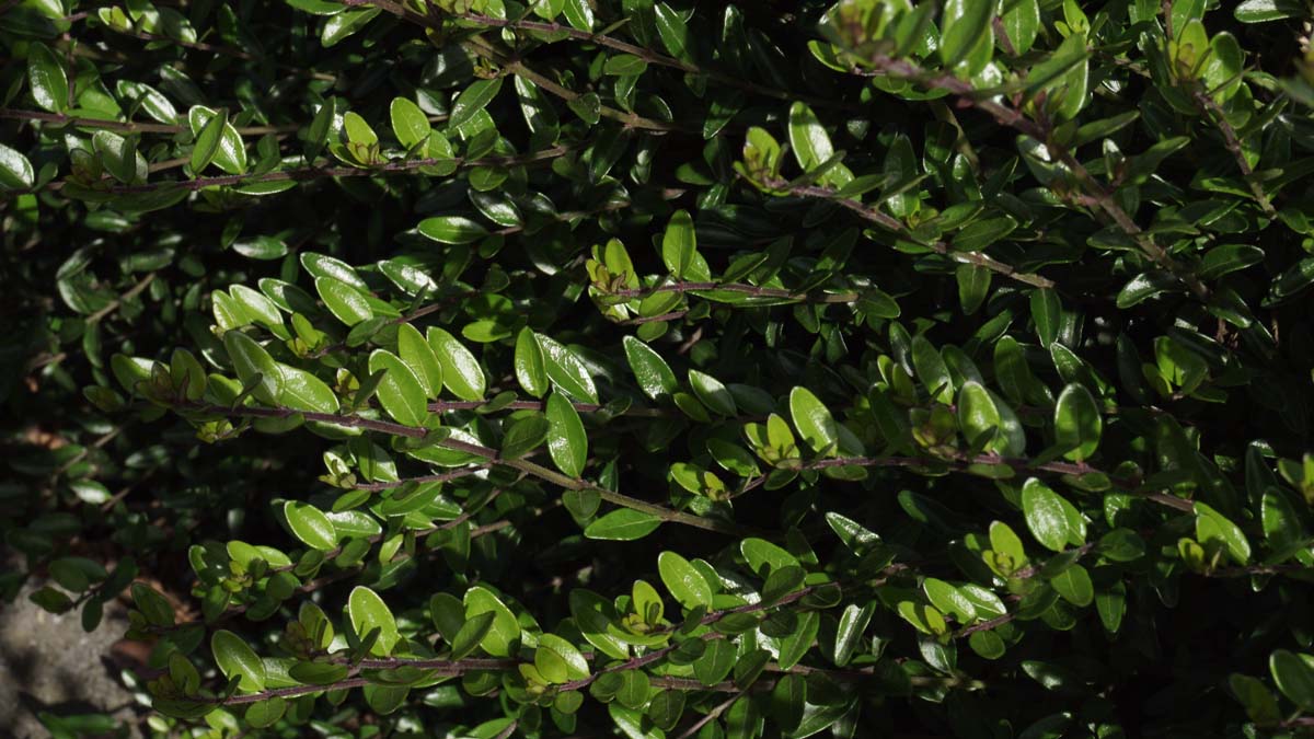 Lonicera nitida 'Maigrün' haagplant