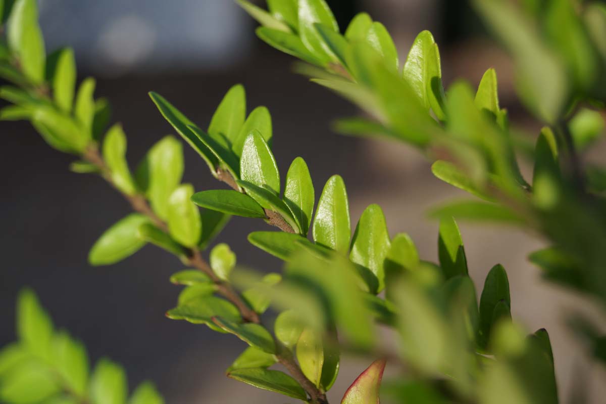 Lonicera nitida 'Maigrün' Tuinplanten