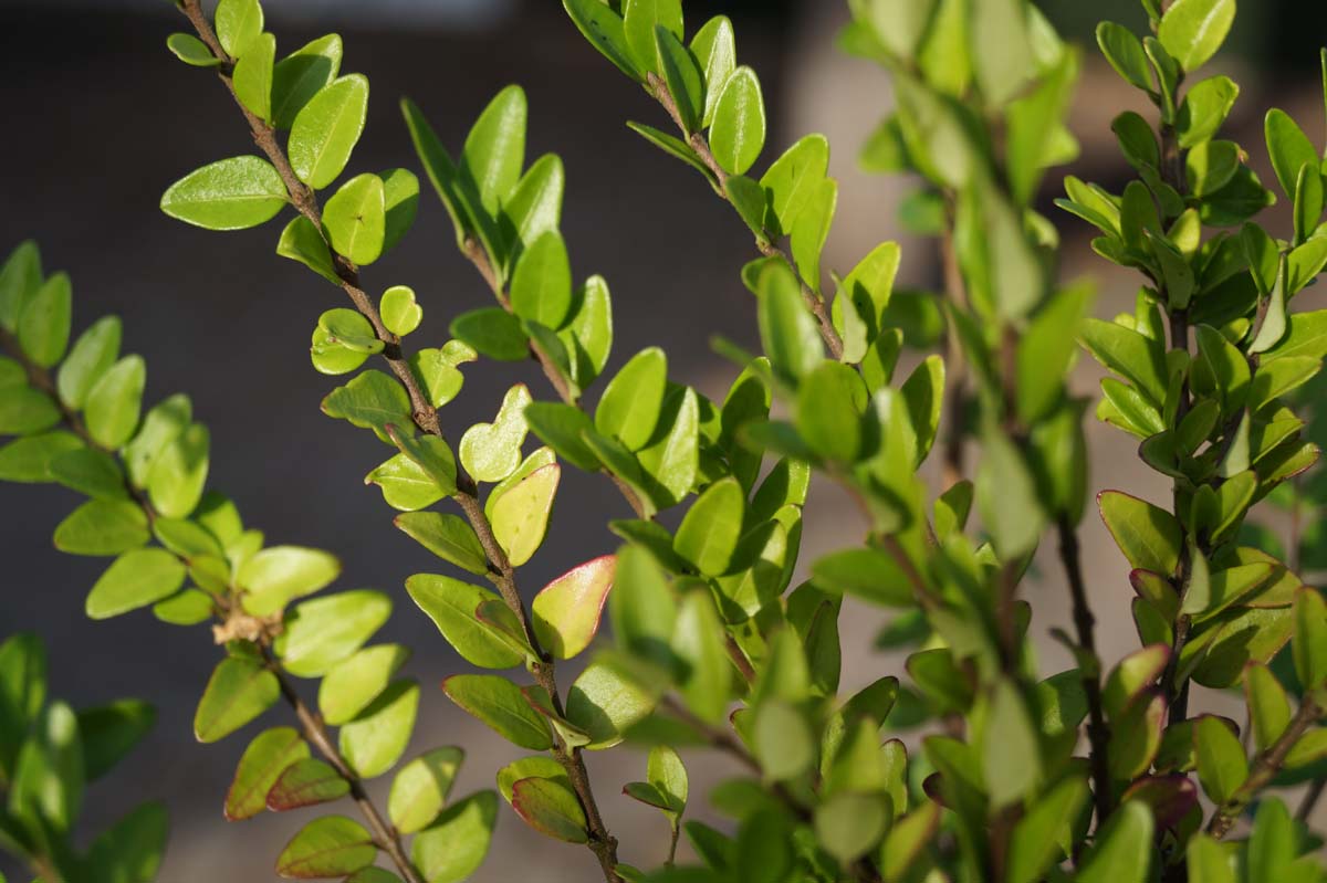 Lonicera nitida 'Maigrün' Tuinplanten