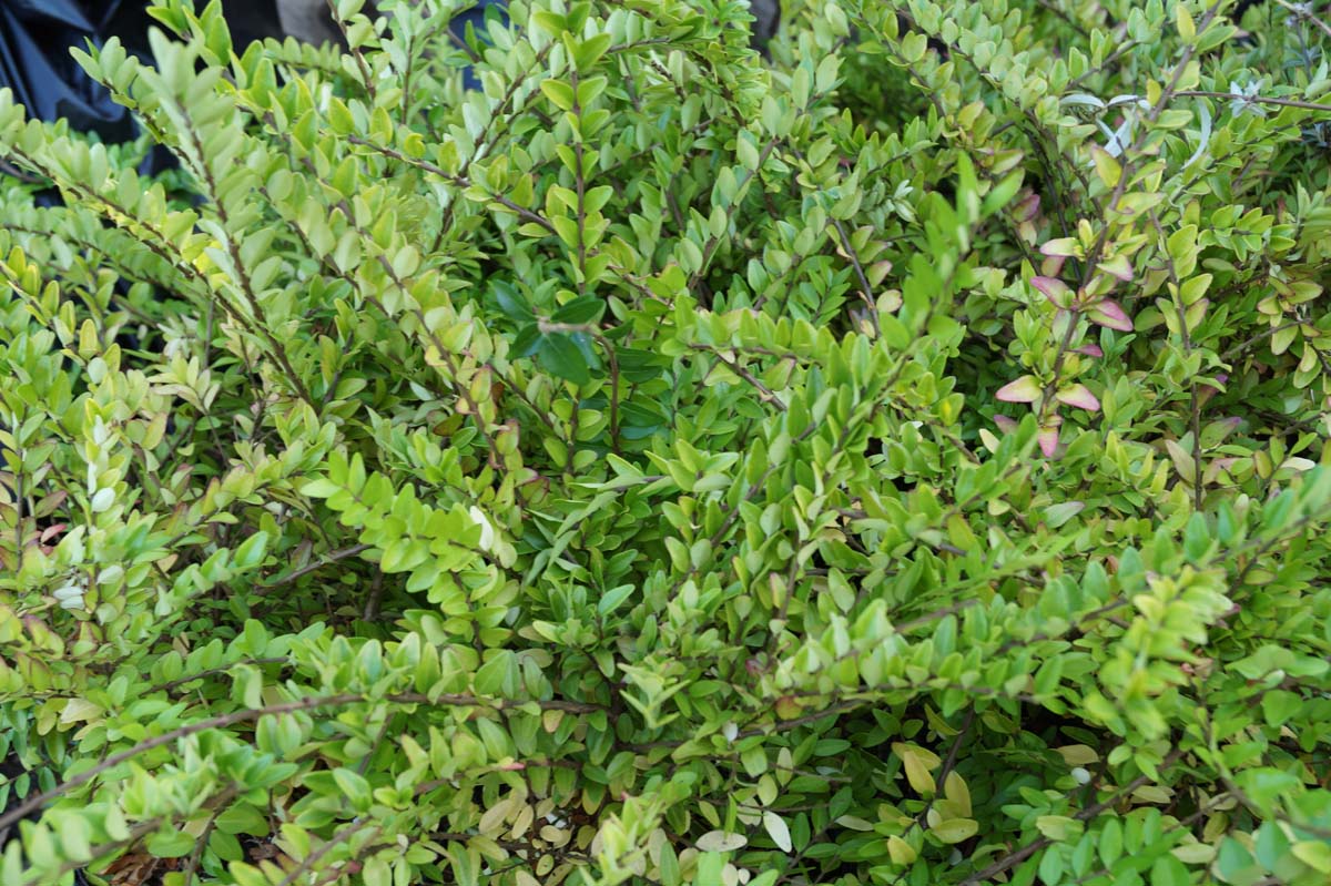 Lonicera nitida 'Maigrün' Tuinplanten