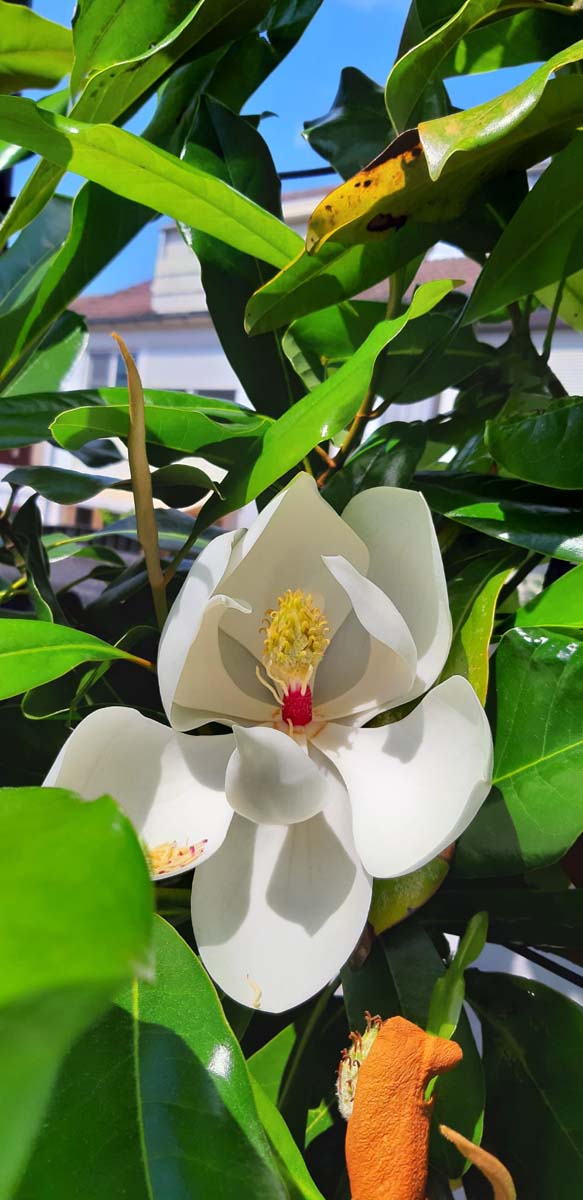Magnolia grandiflora 'Galissonnière' leiboom bloem