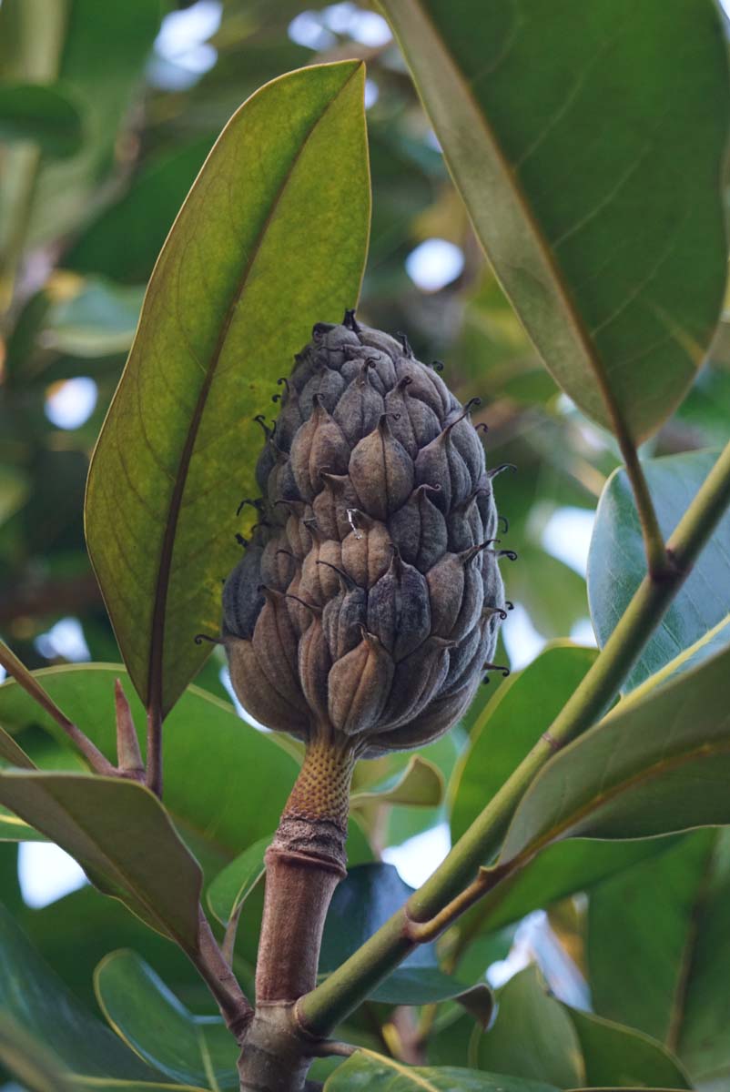 Magnolia grandiflora 'Galissonnière' leiboom zaaddoos