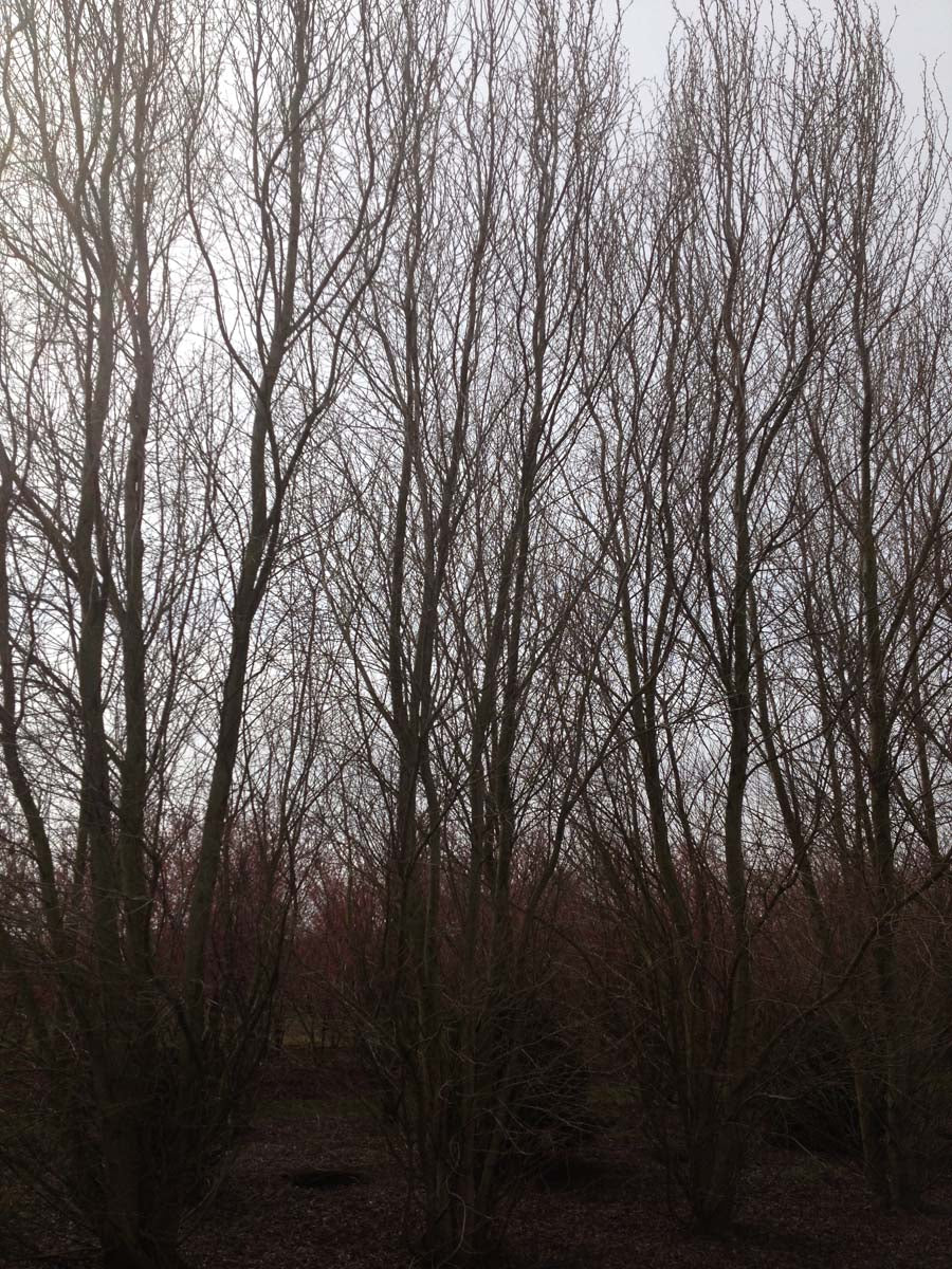 Populus simonii 'Fastigiata' op stam