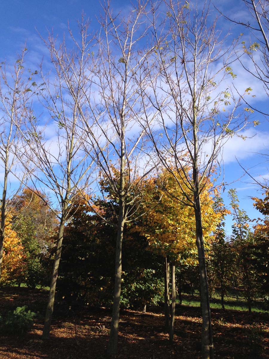 Pterocarya stenoptera op stam
