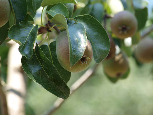 Pyrus communis 'Beurré Hardenpont' meerstammig / struik vrucht