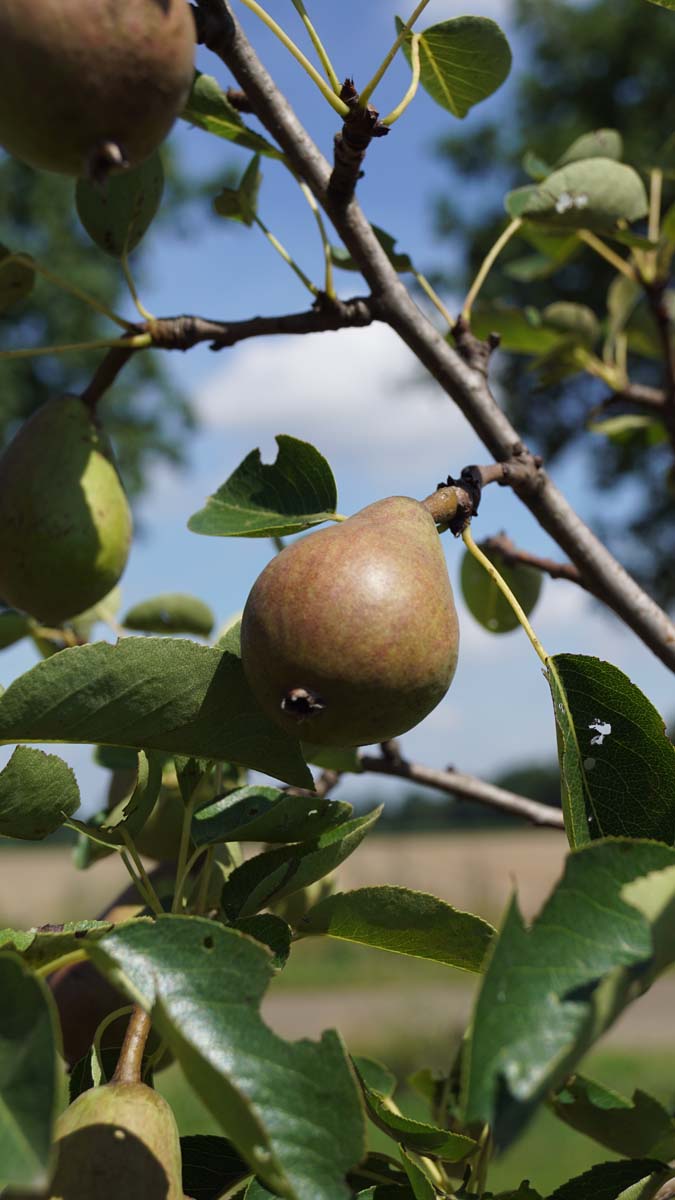 Pyrus communis 'Beurré Hardy' leiboom vrucht