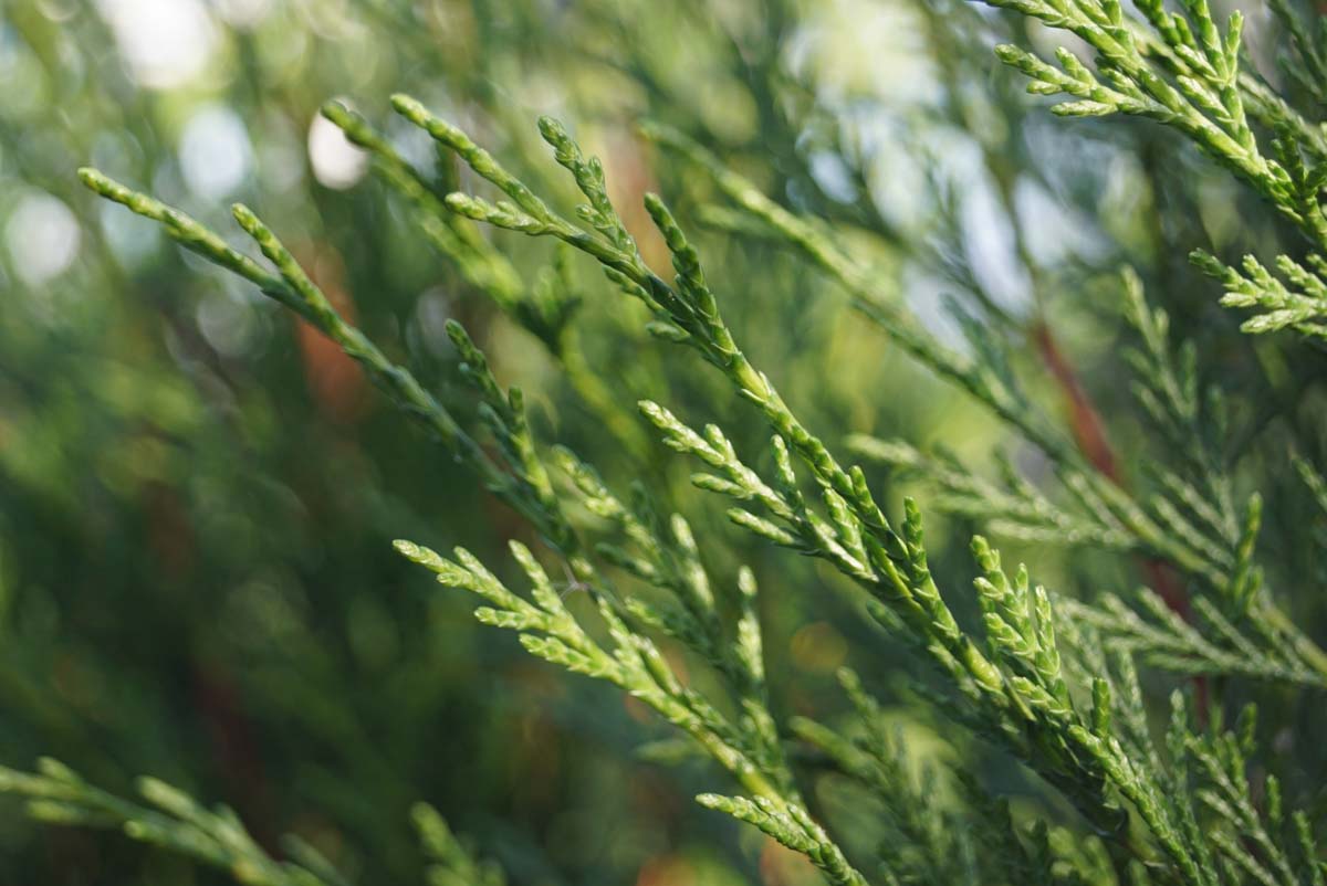 Cupressocyparis leylandii 'Tweeduizendéén'