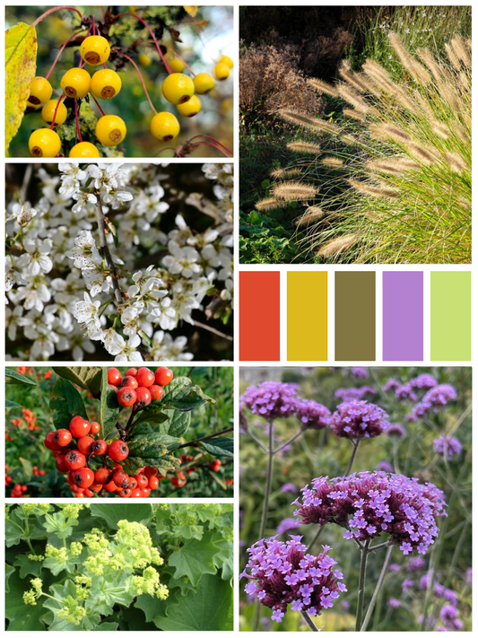 Kant-en-klaar vogeltuinpakket (10m2)