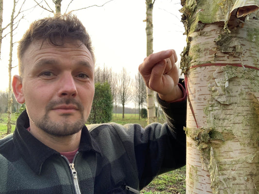 ABC-bomen snoeien