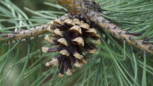 Pinus nigra vs. Pinus sylvestris