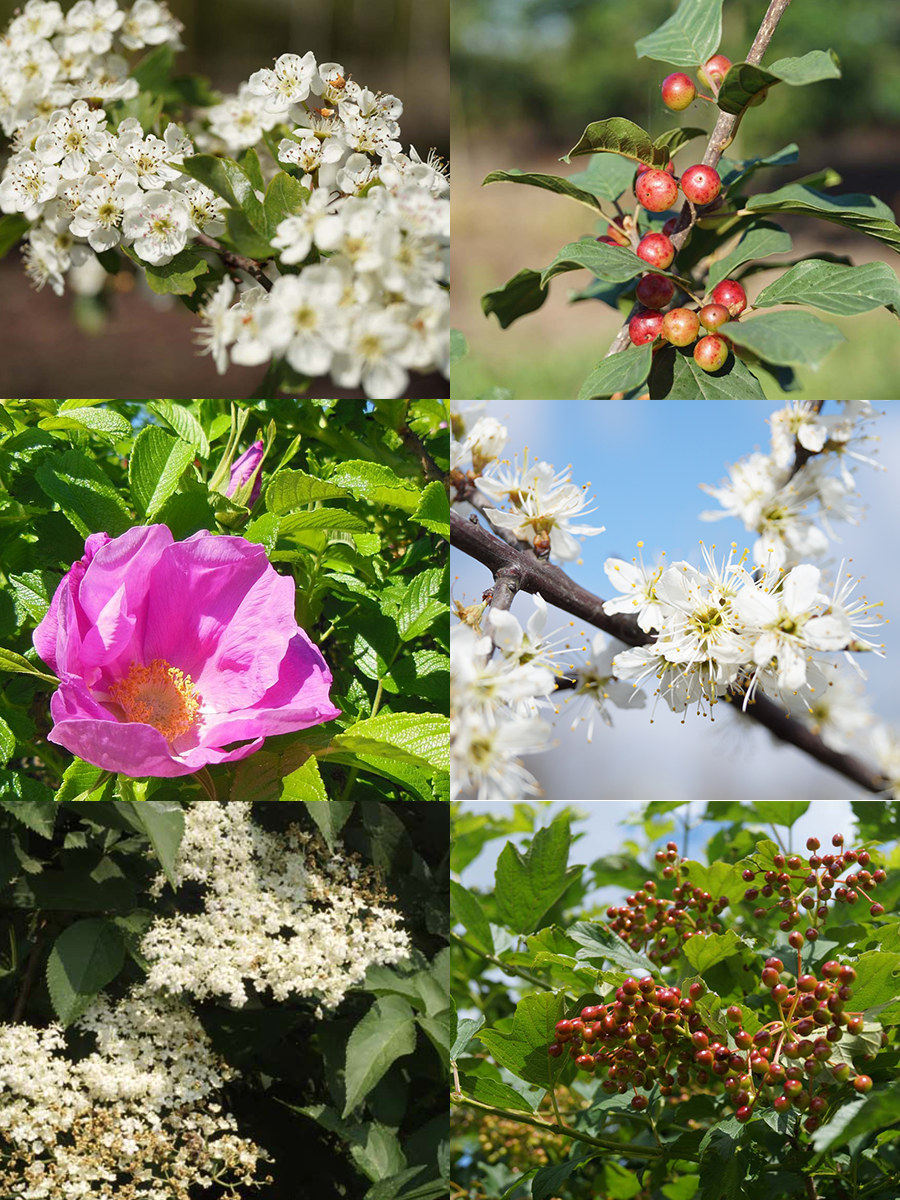 Biodiversiteit haagpakket 12 m1
