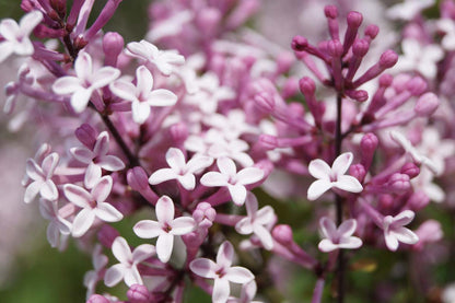 Syringa 'Josée' bloesem