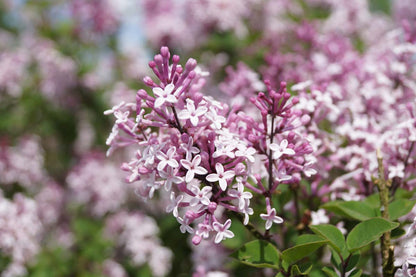 Syringa 'Josée' bloesem