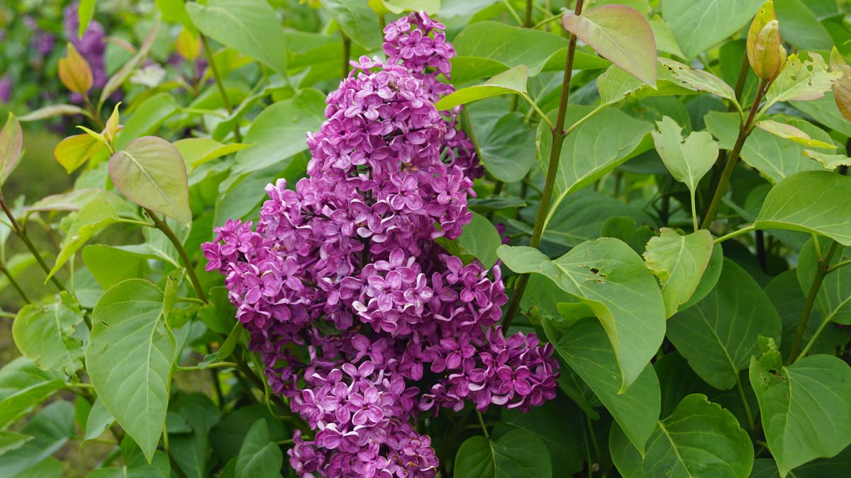 Syringa vulgaris 'Andenken an Ludwig Späth' solitair