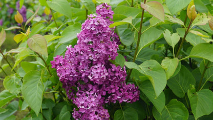 Syringa vulgaris 'Andenken an Ludwig Späth' Tuinplanten