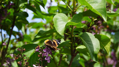 Syringa vulgaris 'Andenken an Ludwig Späth' Tuinplanten