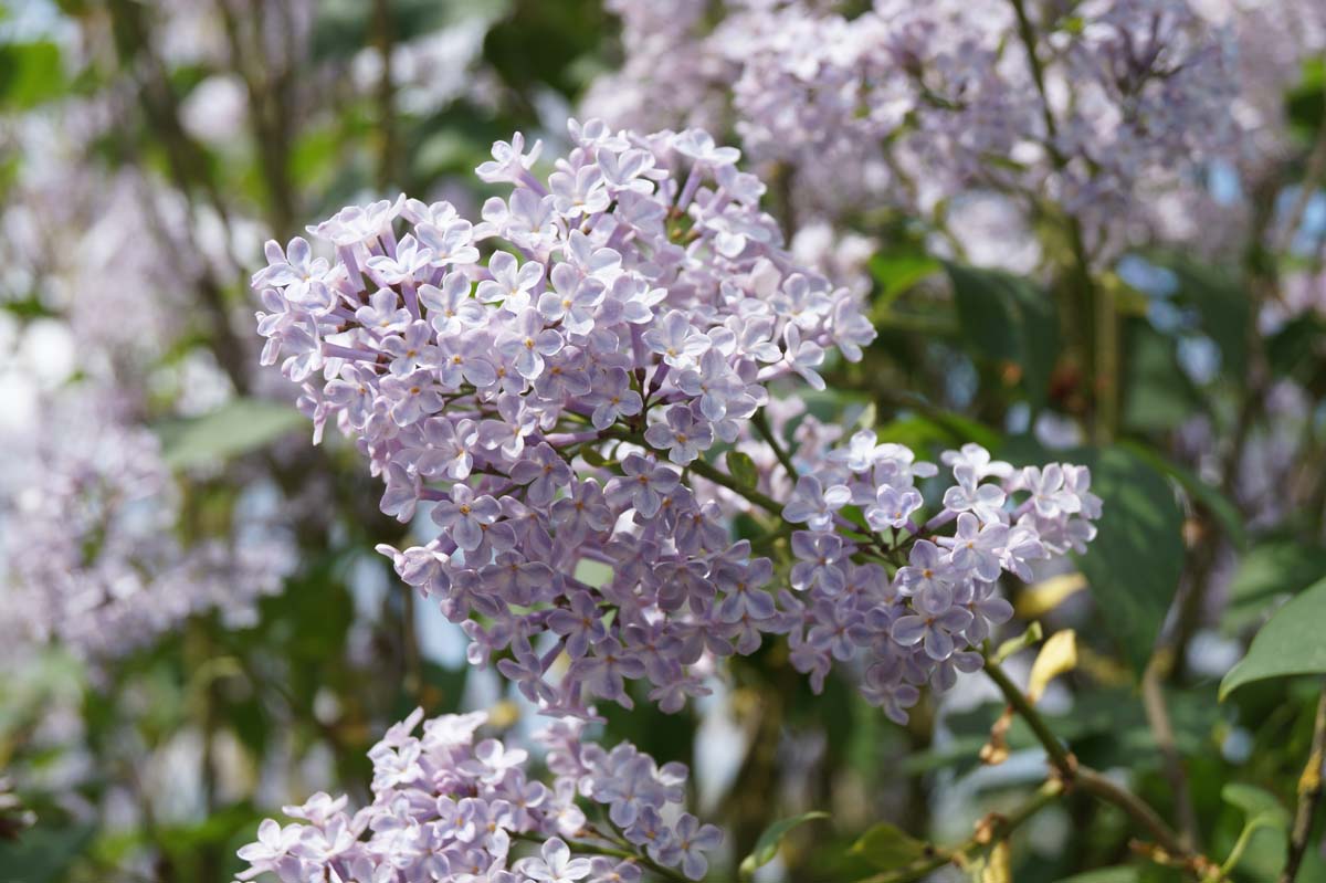 Syringa vulgaris 'Maréchal Foch' meerstammig / struik bloesem