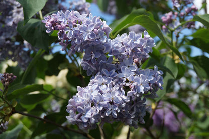 Syringa vulgaris 'Président Grévy' meerstammig / struik
