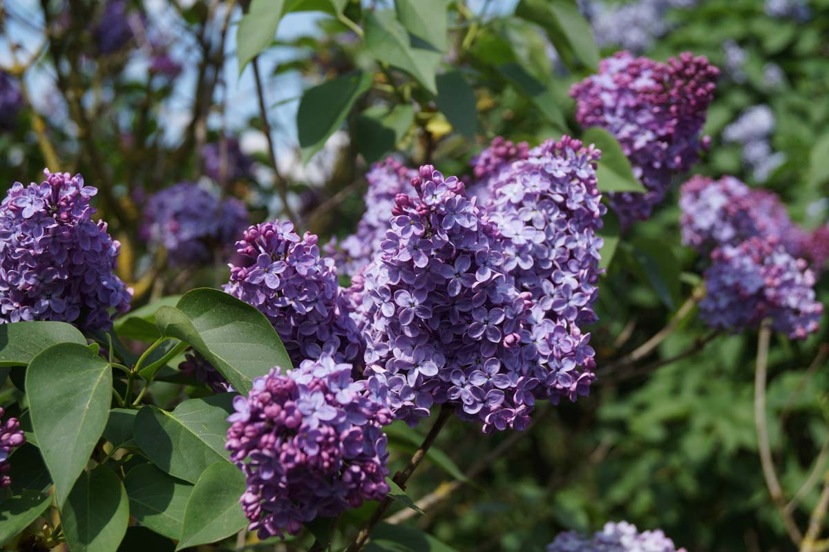 Syringa vulgaris 'Réaumur' meerstammig / struik