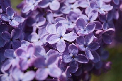 Syringa vulgaris 'Réaumur' meerstammig / struik