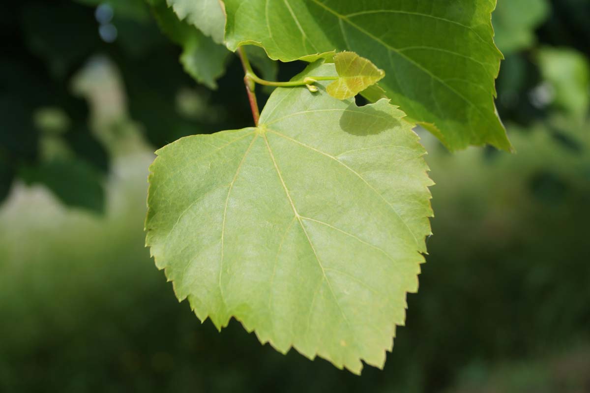 Tilia platyphyllos 'Örebro' solitair blad