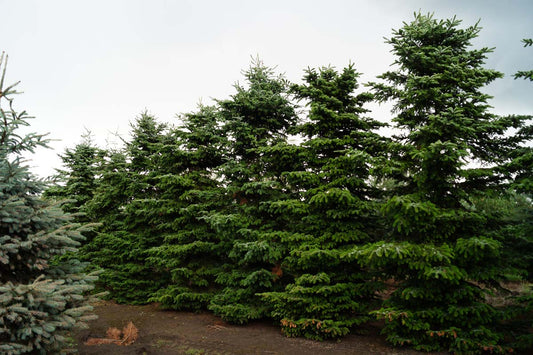 Abies homolepis solitair Abies homolepis solitair