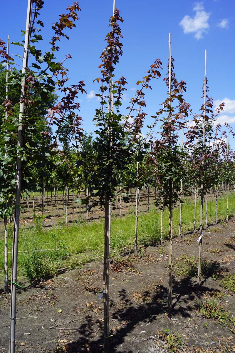 Acer campestre 'Red Shine' op stam op stam