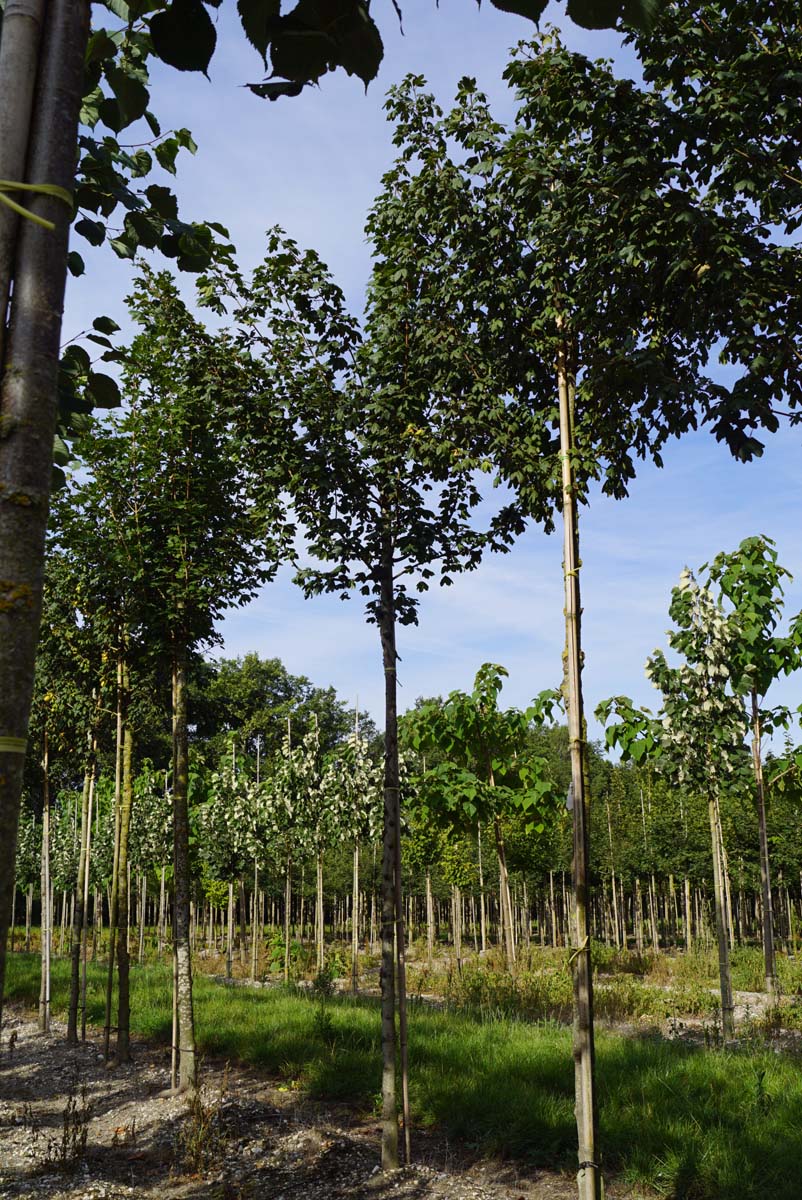 Acer campestre 'Red Shine' op stam op stam