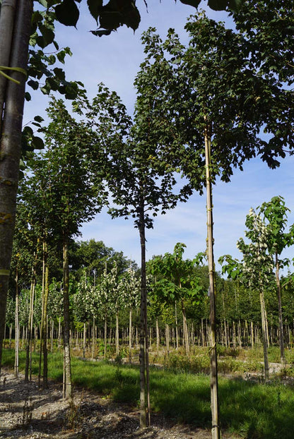 Acer campestre 'Red Shine' op stam op stam