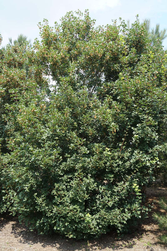 Acer monspessulanum meerstammig / struik meerstammig