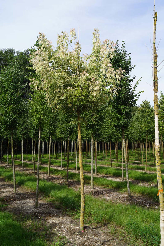 Acer negundo 'Flamingo' op stam Acer negundo 'Flamingo' op stam