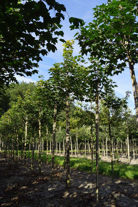 Acer pseudoplatanus 'Negenia' op stam Acer pseudoplatanus 'Negenia' op stam