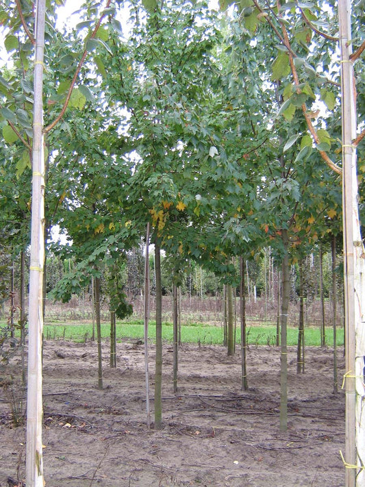 Acer rubrum op stam Acer rubrum op stam