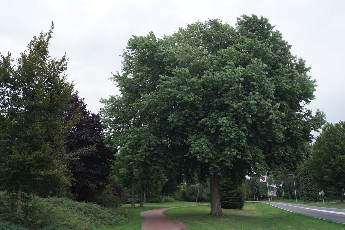 Acer saccharinum op stam Acer saccharinum op stam